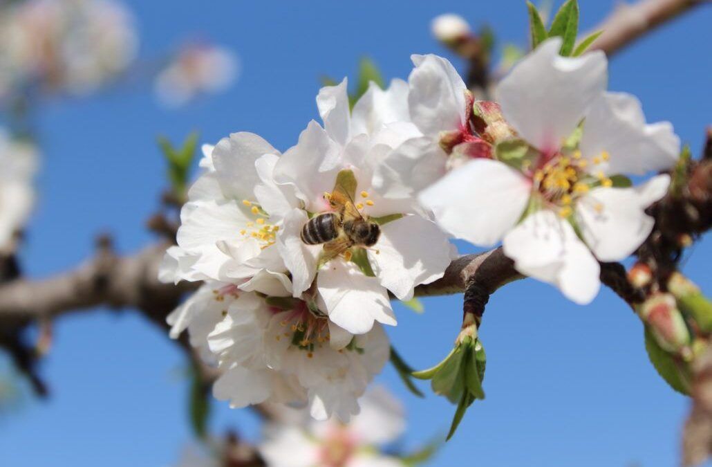 Ecomil se compromete a actuar para proteger las abejas