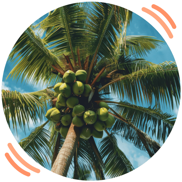 ecomil-cocotereo-home